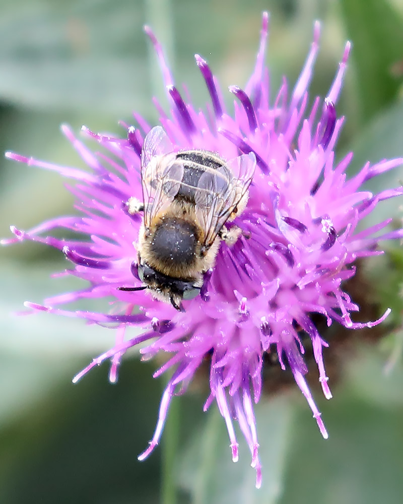 Green-eyed flower bee